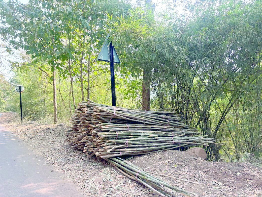 ડાંગમાં વાંસના નિકંદનથી વન્ય પ્રાણીઅો વસાહતો તરફ