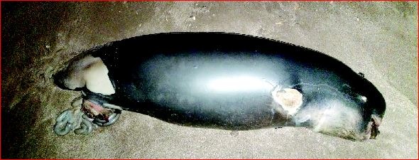 તિથલ અને સુરવાડા દરિયાકિનારે કાચબો અને વ્હેલ માછલી મૃત હાલતમાં મળ્યા