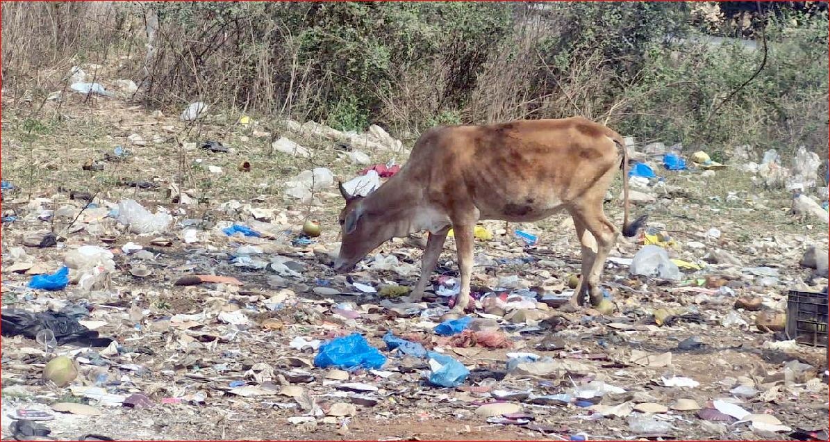 સરીગામ-ફણસા મુખ્ય માર્ગ પર ભારે ગંદકીથી લોકો ત્રાહીમામ