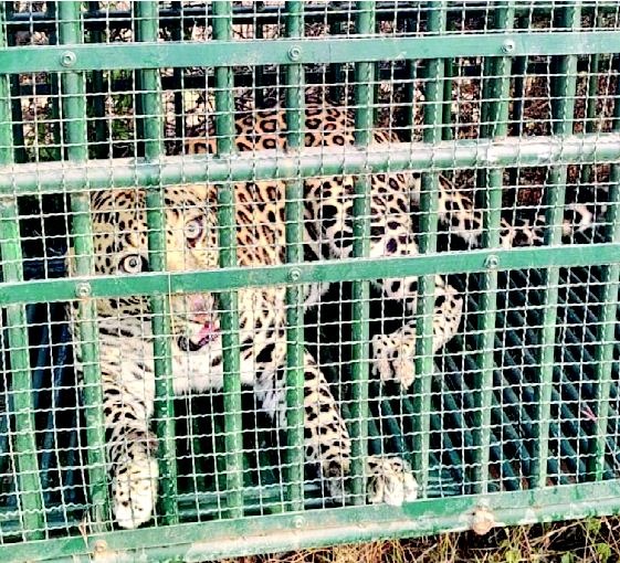 અમલસાડમાં દિપડો પાંજરે પુરાયો