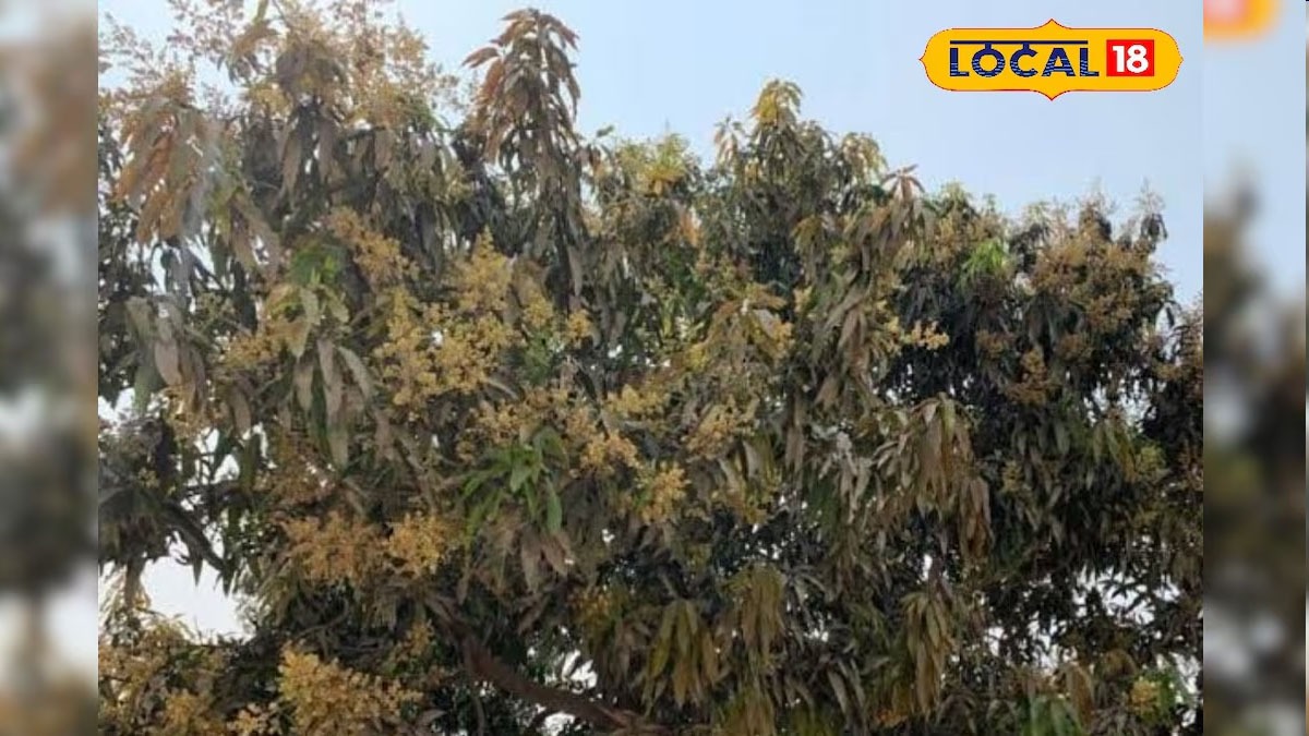 વલસાડની આંબાવાડીઅોમાં કમોસમી વરસાદ અને ધુમ્મસને કારણે ૮૦ ટકા મોર બળીને ખાખ