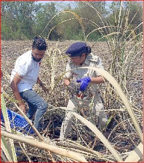 ડાંભરમાં શેરડીના ખેતરમાંથી દીપડાના બચ્ચાનું રેસ્કયુ કરાયુંડાંભરમાં શેરડીના ખેતરમાંથી દીપડાના બચ્ચાનું રેસ્કયુ કરાયું