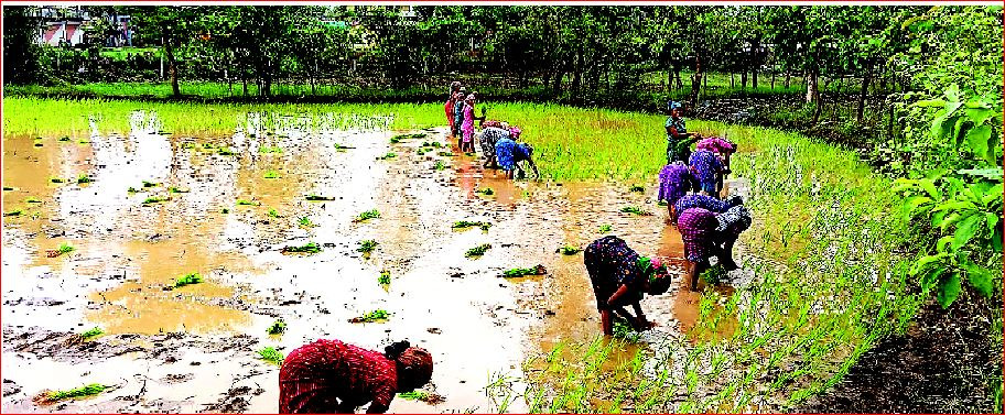 જિલ્લામાં ડાંગરની ધીમી અને મોડી રોપણી શરૂ 