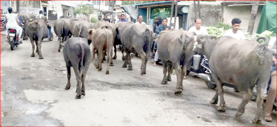 વલસાડમાં રખડતા ઢોરોનો અડીંગો