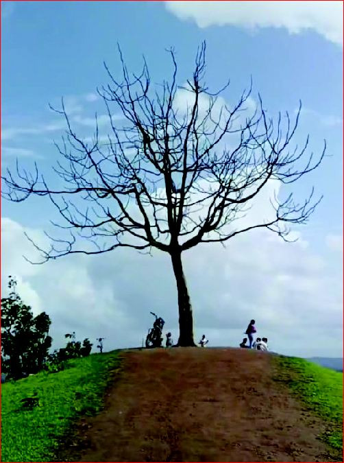 જીરવલનું ‘વન ટ્રી’ યુવાનો માટે સેલ્ફી પોઈન્ટ બન્યું 