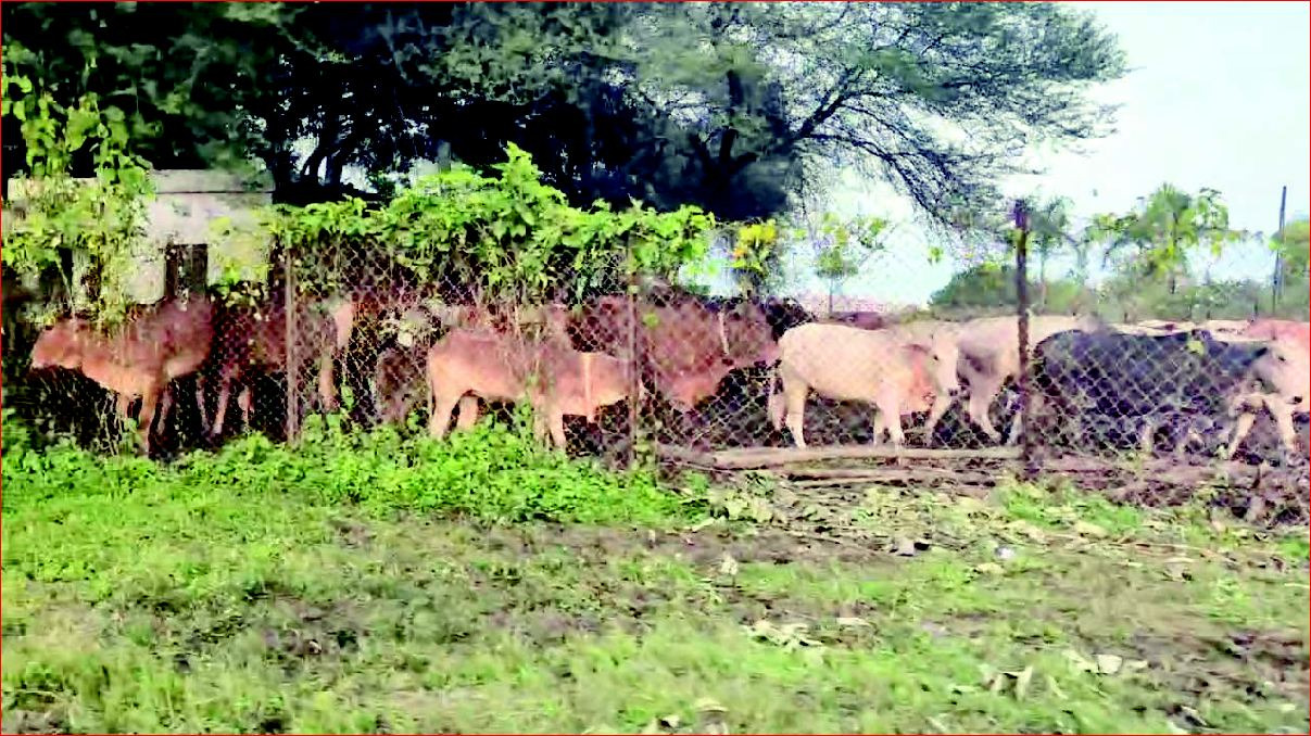 સેલવાસમાં વીઆઈપી મુલાકાત પૂરી થતાં ઢોર ફરી રસ્તા પર છોડી મુકાયા!