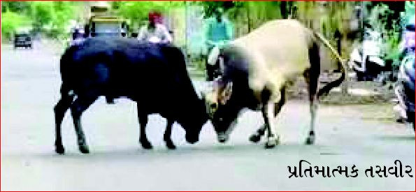 વલસાડમાં બે આખલાને છુટા પાડવા ફટાકડા ફોડવા પડયા