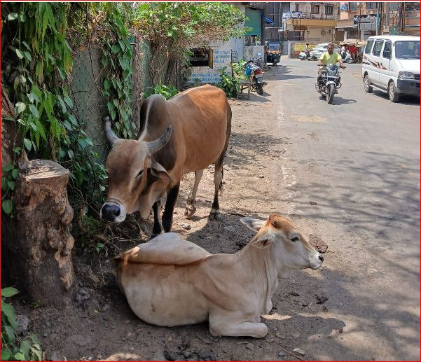 પારડીમાં જાહેર માર્ગો પર રખડતાં પશુઅોથી અકસ્માતનો ભય