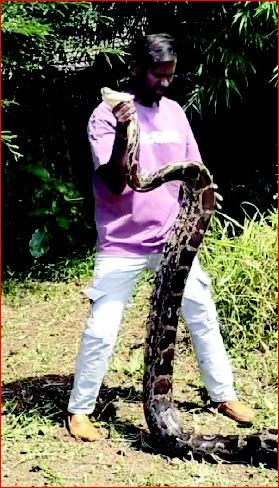 બીલપુડીમાં અજગરનું રેસ્કયુ કરાયુ